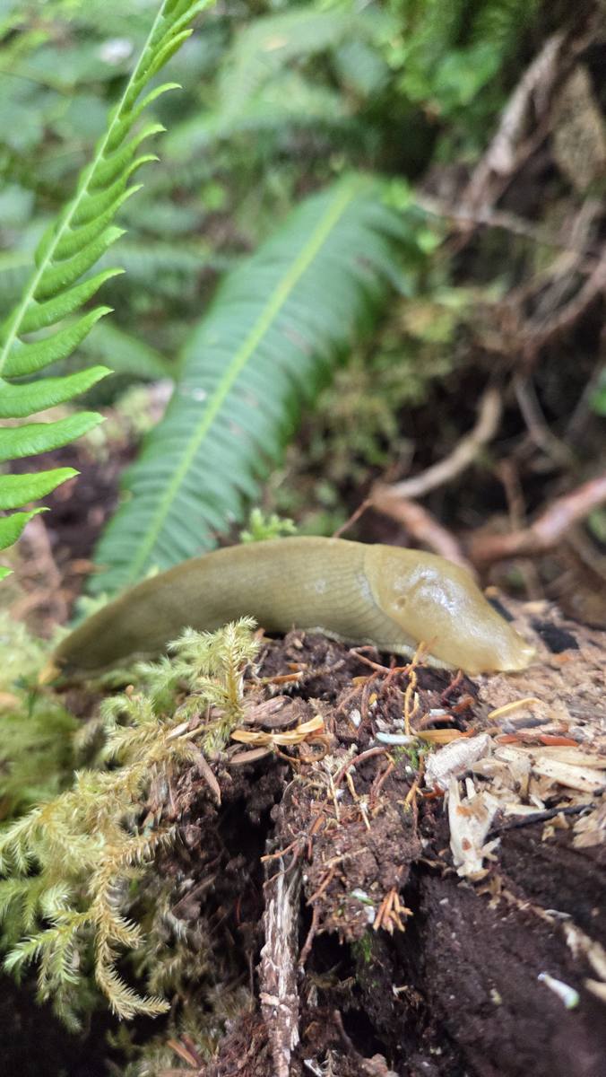 Banana slug crawling up a decaying log beside sword ferns