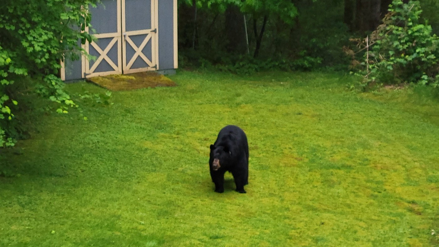 Black bear standing on a mossy lawn near a garden shed