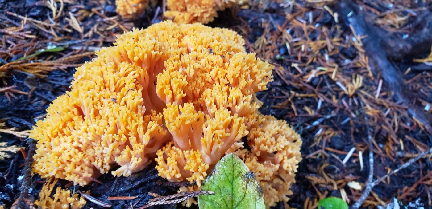 Bright orange coral fungus growing from the forest floor