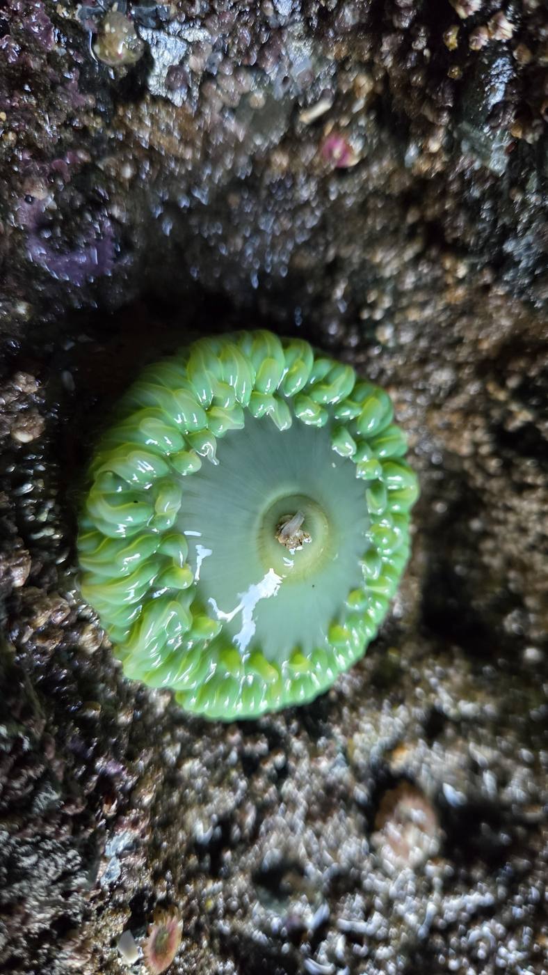 Giant green anemone in a tide pool