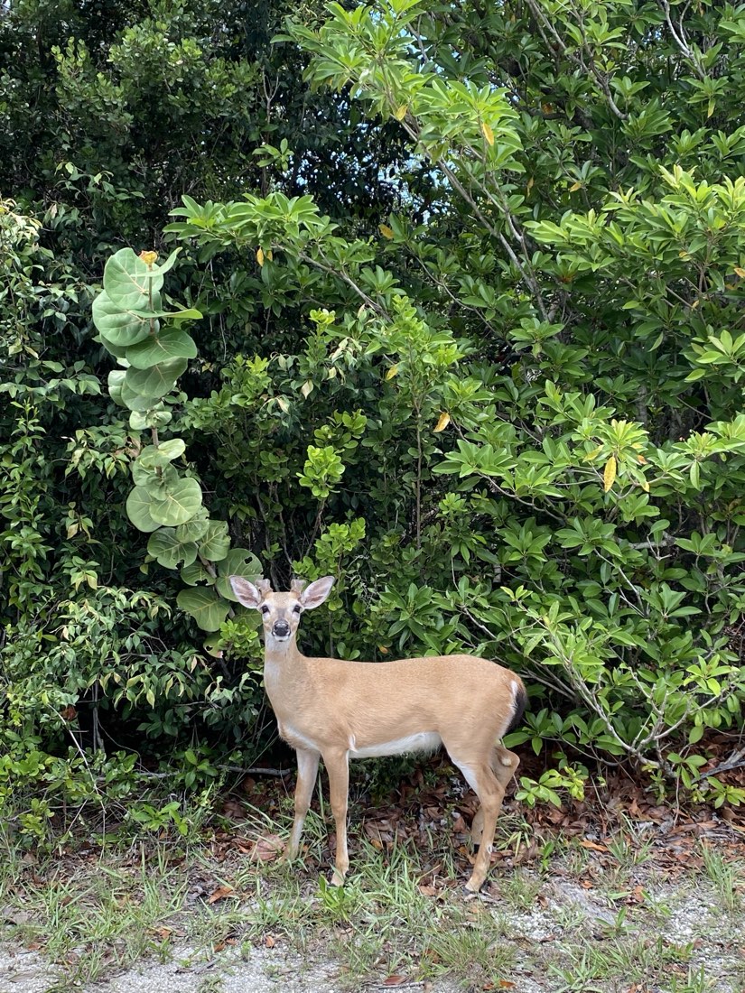Key deer standing at the edge of dense green foliage