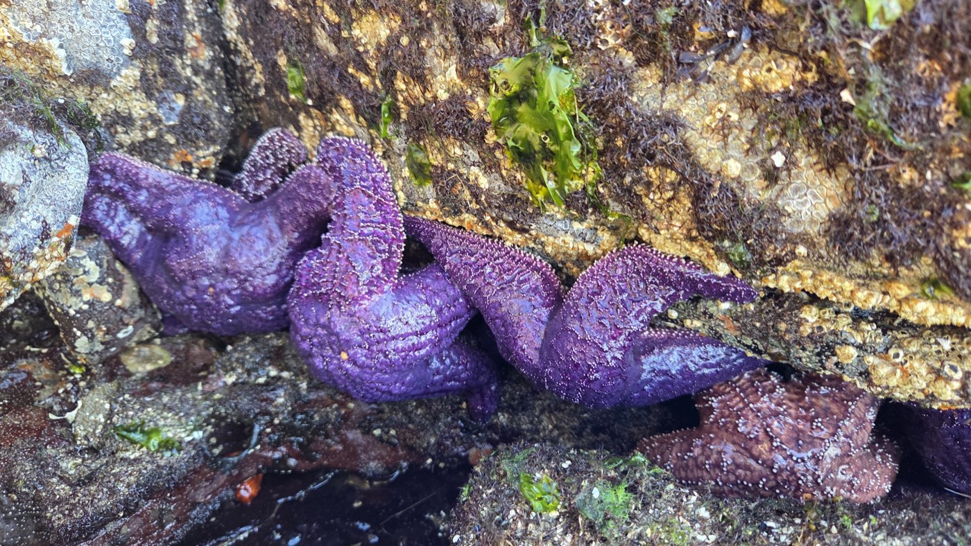 Purple ochre sea stars clustered on barnacled rocks at low tide