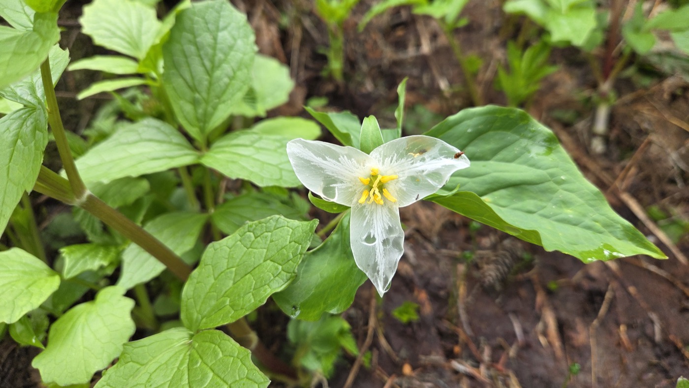 White trillium flower blooming among green leaves